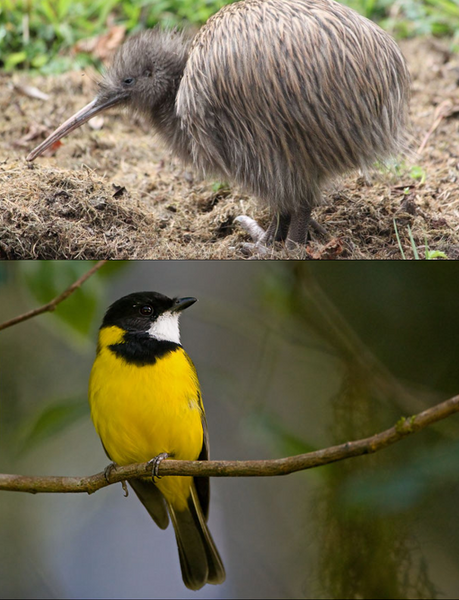 Recognising Kiwi and Whistlers