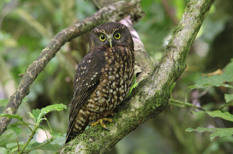 First morepork automatically identified