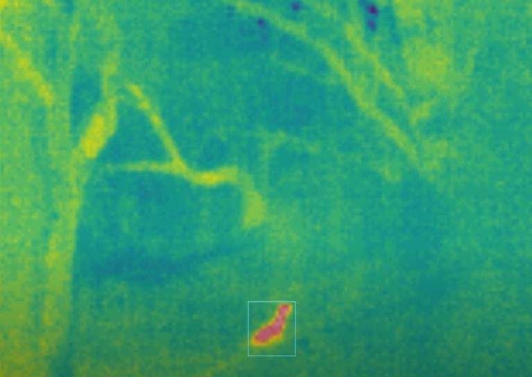 Thermal camera finds a stoat at Shakespear Regional Park