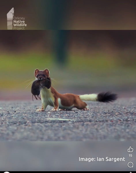 September 2025 newsletter: It's stoatally different