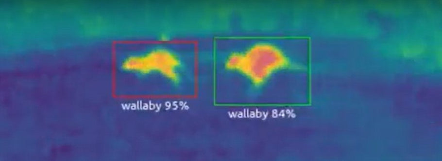 Automatically detecting wallabies