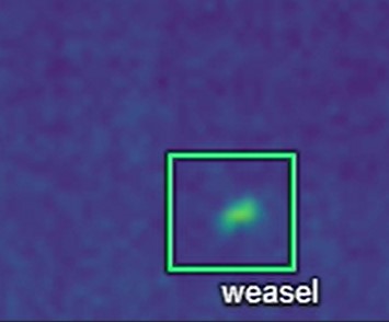 June 2025 newsletter: It's weaselly identified.