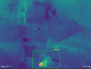 Possum identified automatically on a thermal camera